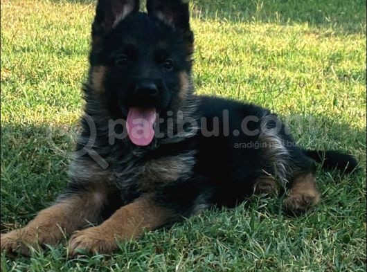Secereli̇ Alman Çoban Köpeği̇ Yavrularimiz görsel