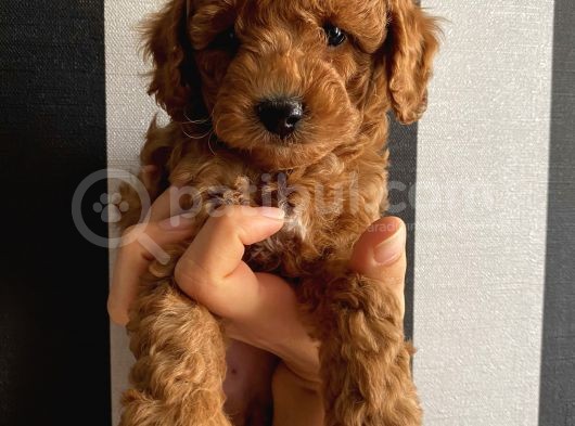Red Brown Dişi Erkek Toy Yavrularımız görsel