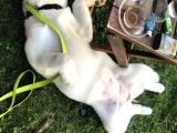 Anne Baba Kif Scr'Li  3 Aylık Japon Akita
