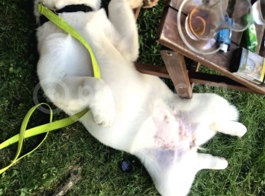 Anne Baba Kif Scr'Li  3 Aylık Japon Akita görsel
