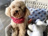 Anne Altından Garantili Sağlıklı Maltipoodle  Yavrular