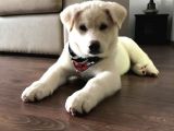 Anne Baba Kif Scr'Li  3 Aylık Japon Akita