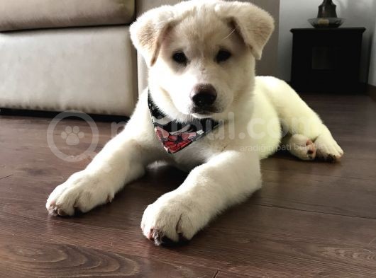 Anne Baba Kif Scr'Li  3 Aylık Japon Akita görsel