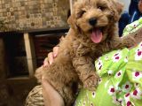 Toy Poodle Erkek Pasaportu Var 2 Aylık