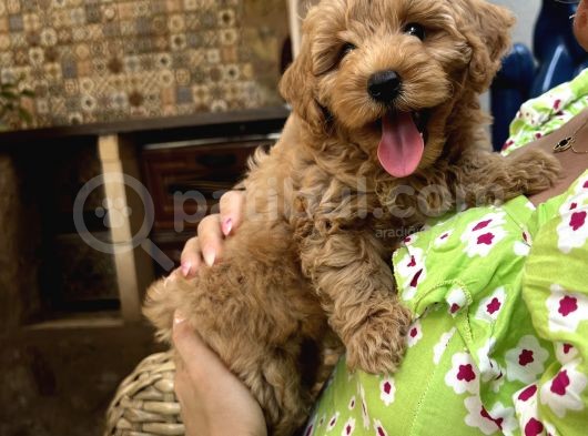 Toy Poodle Erkek Pasaportu Var 2 Aylık