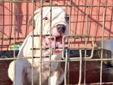 Abkc Secereli̇ Ameri̇can Bully Blue Merle Xl Kizimiz