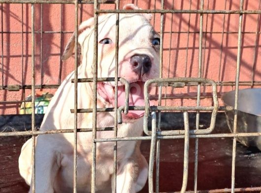 Abkc Secereli̇ Ameri̇can Bully Blue Merle Xl Kizimiz görsel
