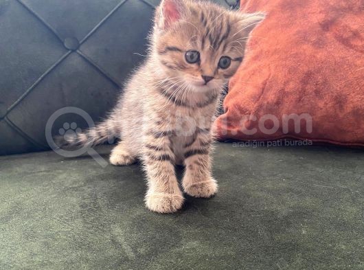 1.500 Lira... 45 Günlük (3 Haziran Doğumlu) 2 Kardeş görsel