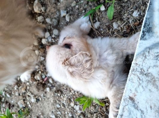 2 Aylık Saf Erkek Pekinez görsel