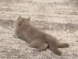 2,5 Aylık Gri British Shorthair
