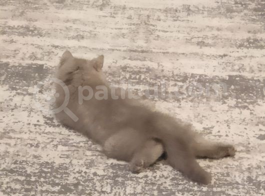2,5 Aylık Gri British Shorthair görsel