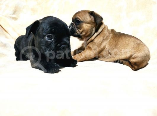 Yavru French Bulldog Bebeklerim görsel