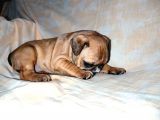 Yavru French Bulldog Bebeklerim