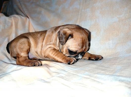 Yavru French Bulldog Bebeklerim görsel