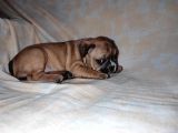 Yavru French Bulldog Bebeklerim