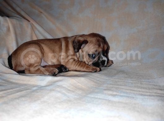 Yavru French Bulldog Bebeklerim görsel