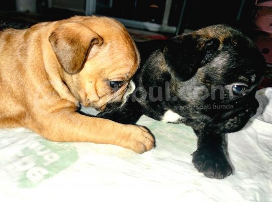 Yavru French Bulldog Bebeklerim görsel