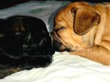Yavru French Bulldog Bebeklerim