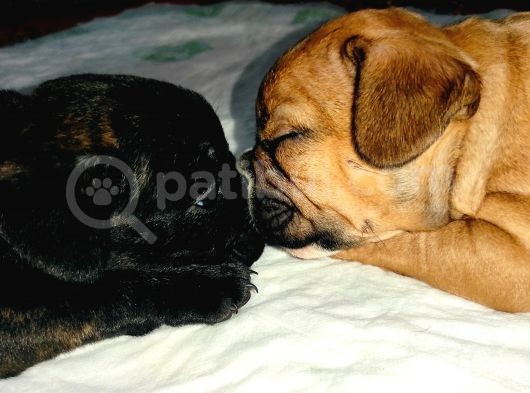 Yavru French Bulldog Bebeklerim
