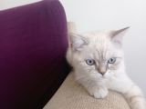 Luna Mizin Yavruları