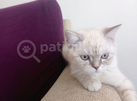 Luna Mizin Yavruları görsel