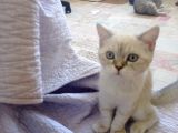 Luna Mizin Yavruları