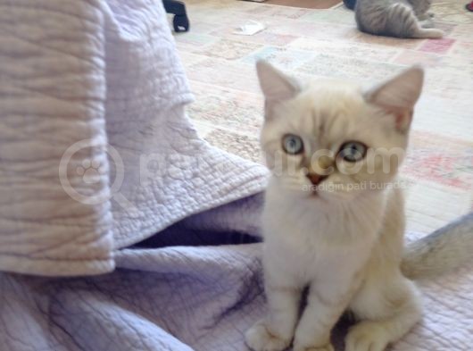 Luna Mizin Yavruları görsel