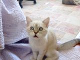 Luna Mizin Yavruları