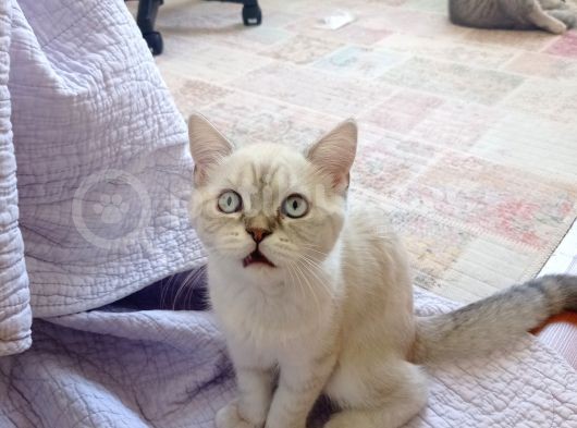 Luna Mizin Yavruları