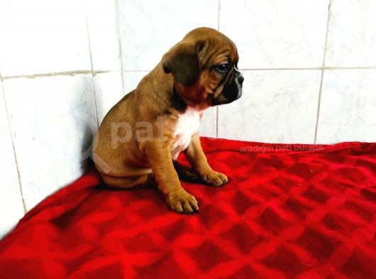 Yavru French Bulldog Bebeklerim görsel