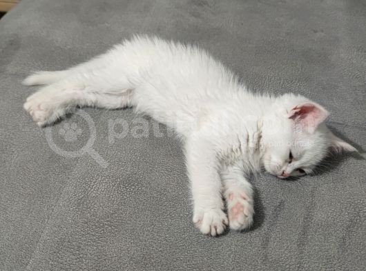Sağlıklı Erkek Yavrumuz Yeni Yuvasını Arıyor görsel