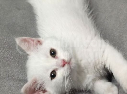 Sağlıklı Erkek Yavrumuz Yeni Yuvasını Arıyor görsel