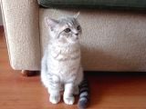 Luna Mizin Yavruları