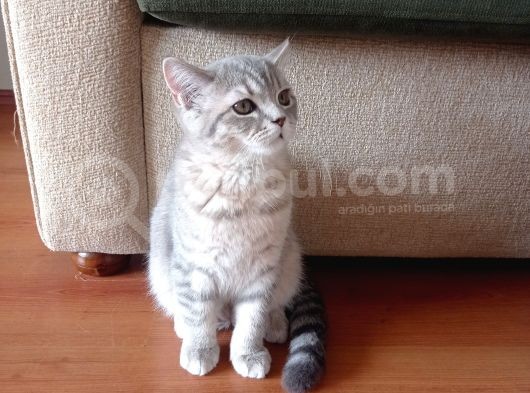 Luna Mizin Yavruları görsel