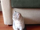 Luna Mizin Yavruları