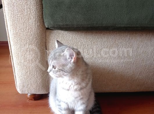 Luna Mizin Yavruları görsel