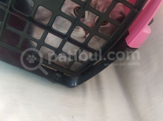 British Longhair Kızımıza Yeni Yuva