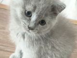 2,5 Aylık Gri British Shorthair