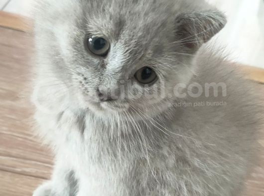2,5 Aylık Gri British Shorthair