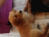 3 Aylık Dişi Golden Retriver