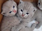 Nadir Bulunan Lilac Renk British Shorthair (erkek)