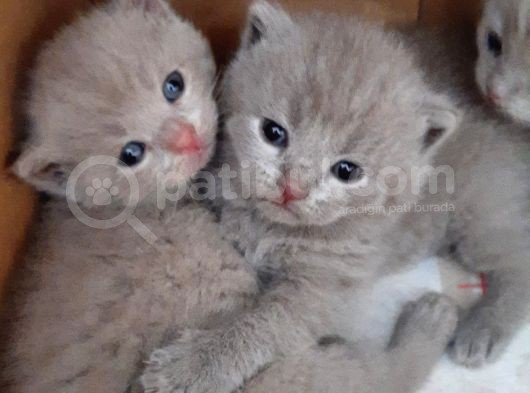 Nadir Bulunan Lilac Renk British Shorthair (Erkek)