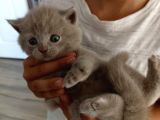 Nadir Bulunan Lilac Renk British Shorthair (Erkek)