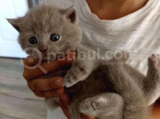 Nadir Bulunan Lilac Renk British Shorthair (Erkek) görsel