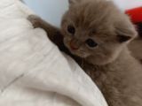 Nadir Bulunan Lilac Renk British Shorthair (Erkek)