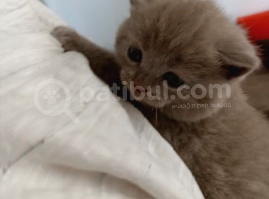 Nadir Bulunan Lilac Renk British Shorthair (Erkek) görsel