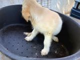 2 Aylık Saf Irk Golden Retriever