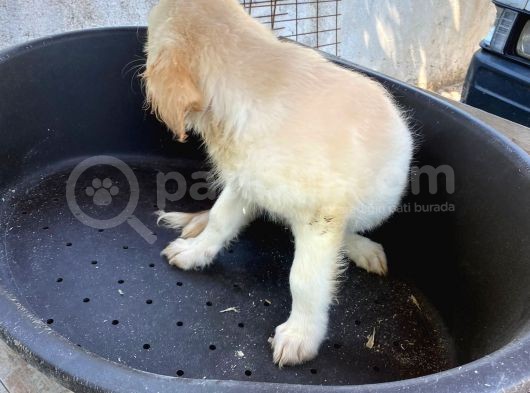 2 Aylık Saf Irk Golden Retriever görsel