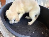 2 Aylık Saf Irk Golden Retriever