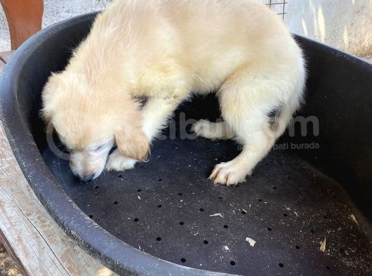 2 Aylık Saf Irk Golden Retriever görsel